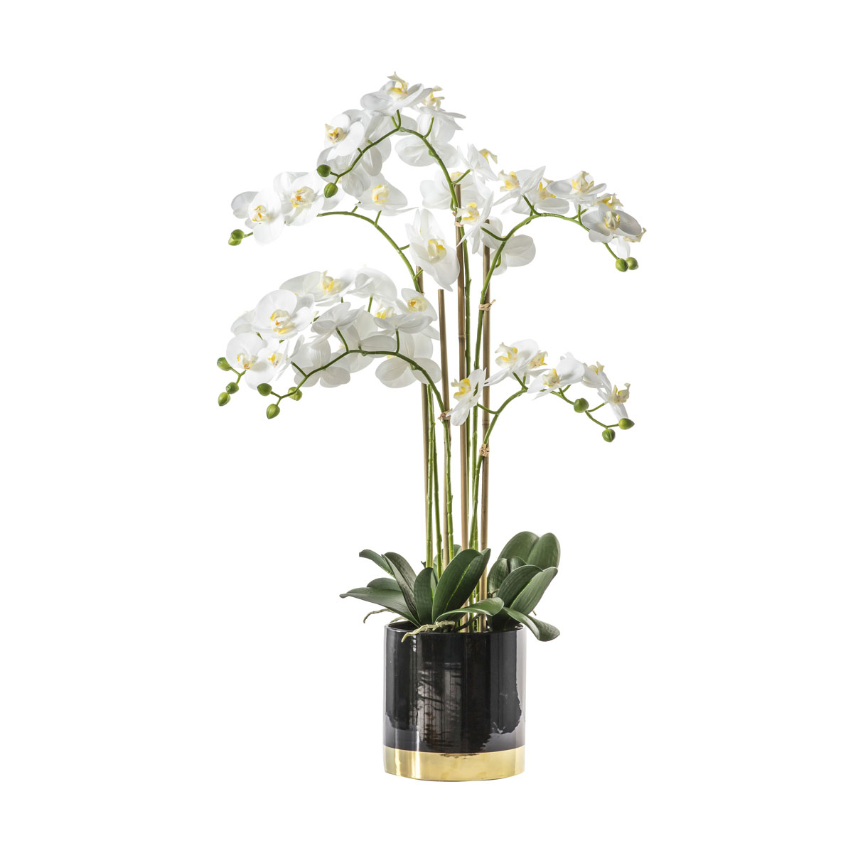 Orchid White w/Black Gold Pot 500x320x800mm