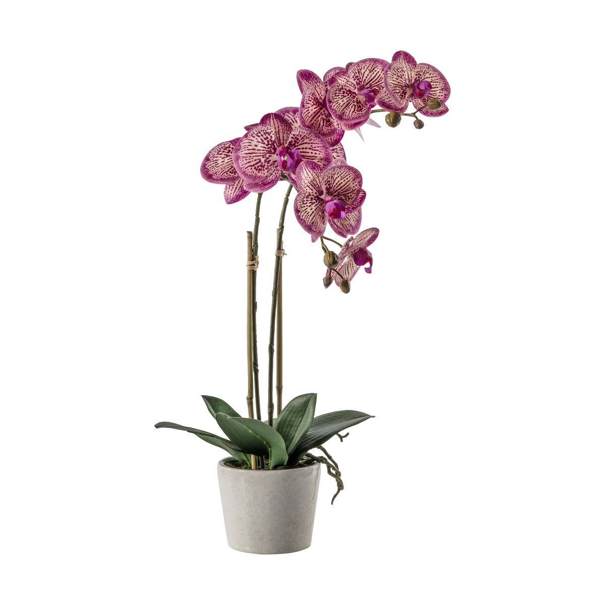 Orchid Pink w/Ceramic Pot 300x220x500mm