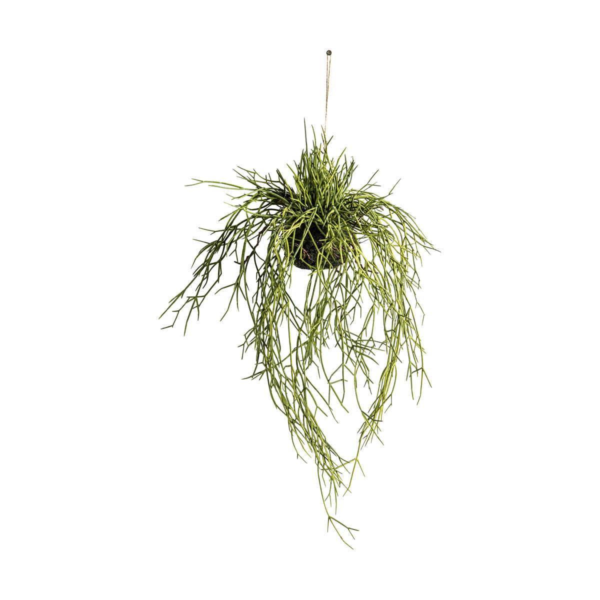 Hanging Rhipsalis w/Soil Large 330x330x600mm