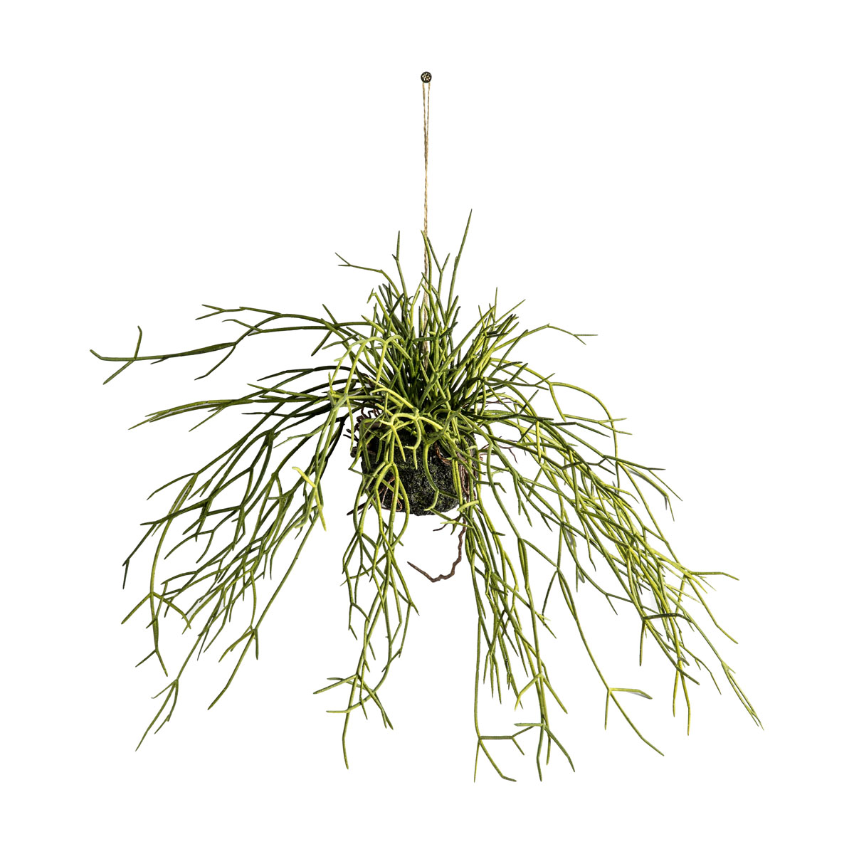 Hanging Rhipsalis w/Soil Small 280x280x380mm