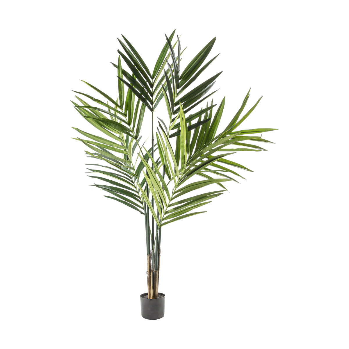 Kentia Palm Tree 600x600x1800mm