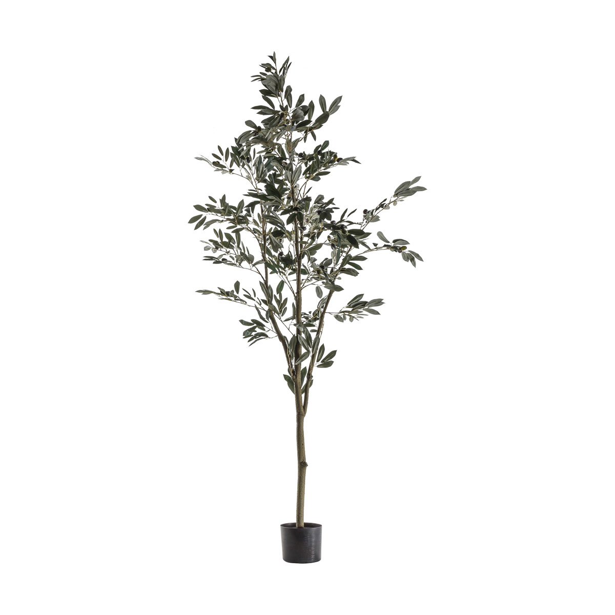 Olive Tree Large 600x600x1820mm