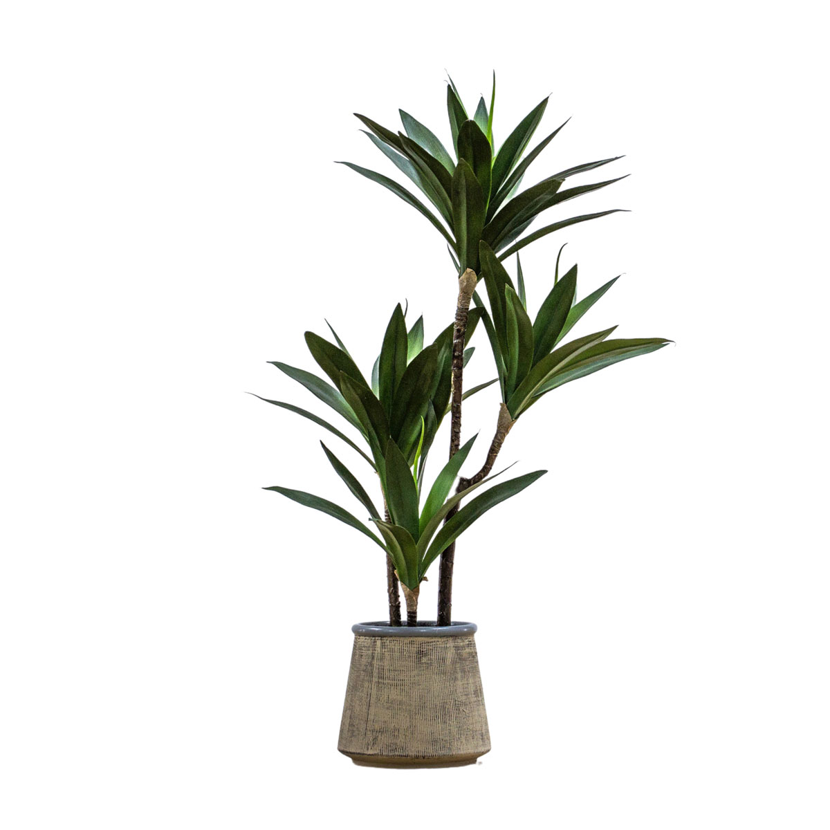 Potted Yucca Green H650mm