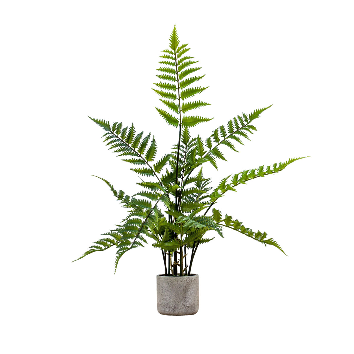 Potted Fern in Cement Pot H710mm