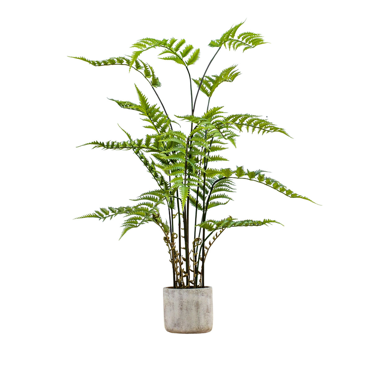 Potted Fern in Cement Pot H1060mm