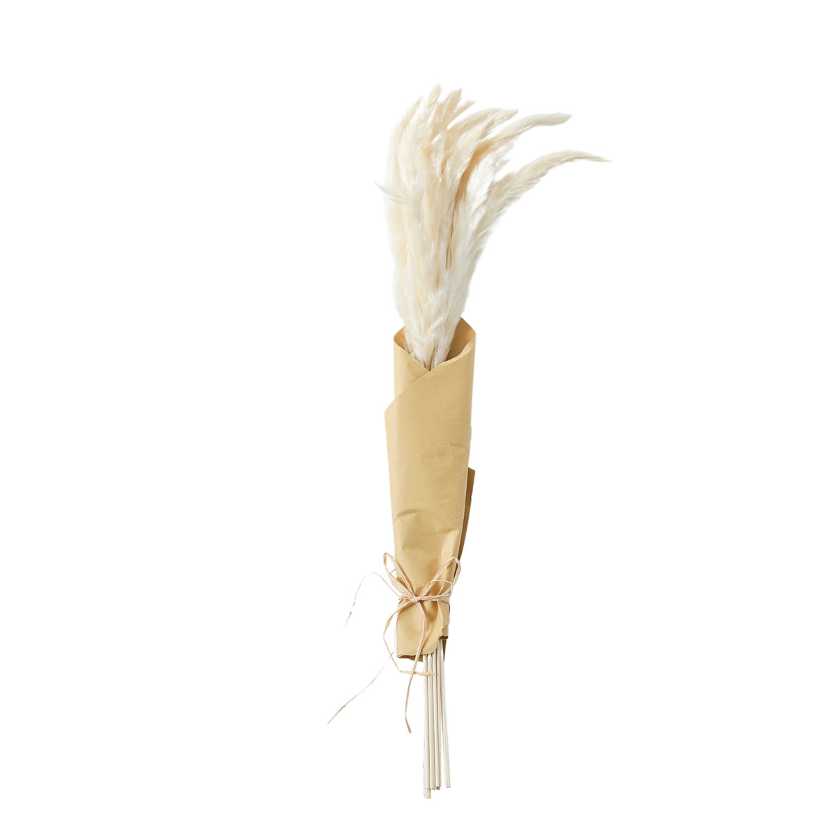 Dried Reed Grass Bundle in Paper Wrap White H600mm