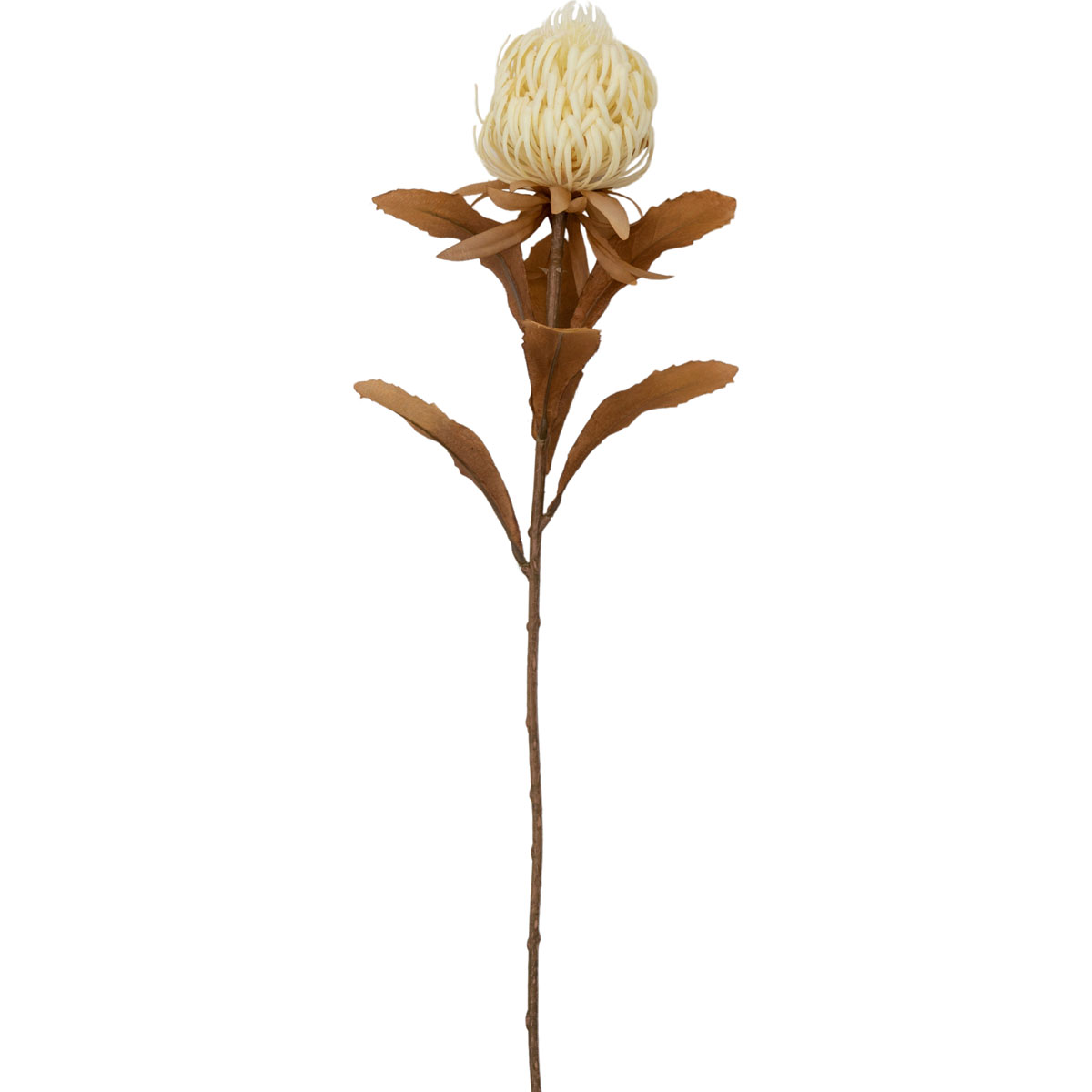 Dry Look Protea Stem White (3pk) H730mm