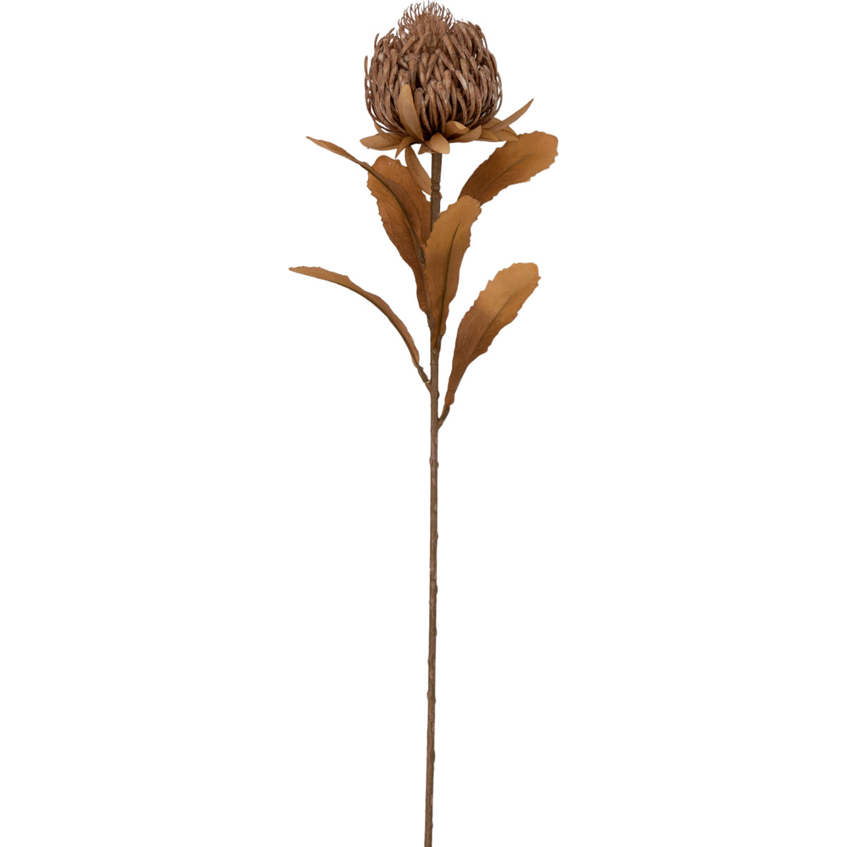 Dry Look Protea Stem Brown (3pk) H730mm